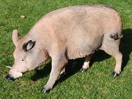 Dekofigur Wildschwein stehend Gartendeko - Hergisdorf