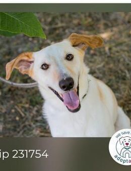 Chip 231754: sucht ein Zuhause - Kirchzell