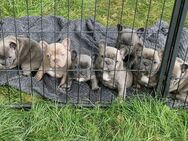 Französische Bulldoggen Welpen - Bad Brückenau
