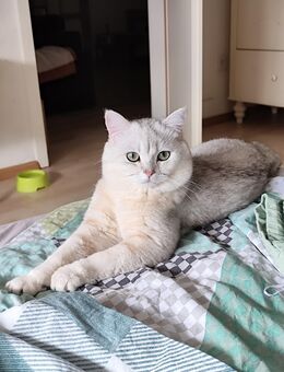 BKH Deckkater silver shaded - Bochum Wattenscheid