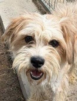 LULU 2 schwebt in großer Gefahr - Hof