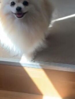 Zwergspitz Hündin Lola (Pomeranian reinrassig) umständehalber in gute Hände abzugeben - Bonn