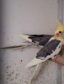 Nymphensittiche Brut und Zuchtpaare in 33758