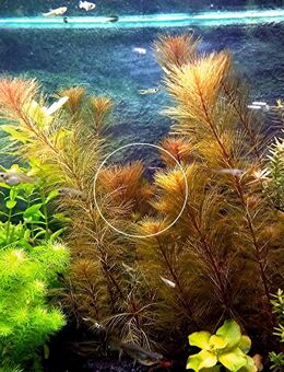 Rotes Mato Grosso Tausendblatt, RARITÄT, Wasserpflanze, Versand/ Abholung - Mechernich