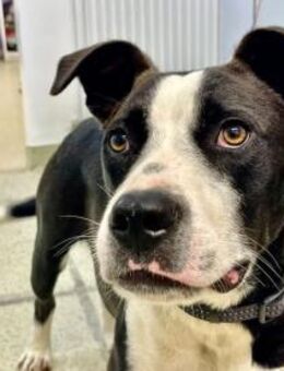 Gute Laune Hund Bootsmann sucht dich - München