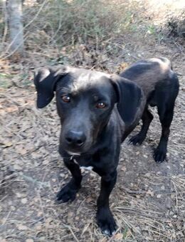 Georg freundlich und verschmußt - Haan