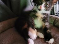 Kitten - Alheim