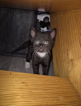 Europäisch Kurzhaar Kitten - Velbert