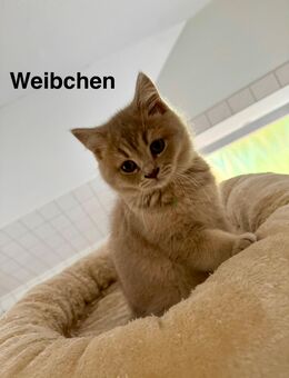 5 Reinrassige Britisch Kurzhaar Kitten suchen ein neues Zuhause! - Duisburg