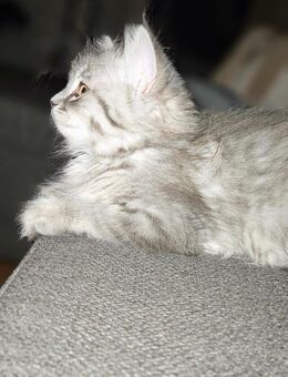 BKH Kitten langhaar - Berlin