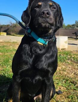 Gustav, liebevoll, freundlich, verspielt - Berlin