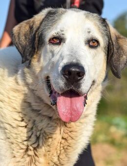 Jhon ist nur lieb und super freundlich - Laatzen