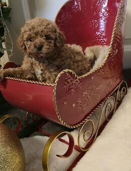 Wunderschöne toy/zwergpudel welpen - Borgholzhausen