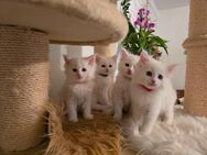 Weiße Maine Coon Mix Kitten - Freilassing
