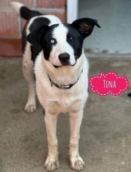 Tina ein verschmuster Blickfang - Flörsheim-Dalsheim