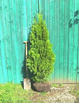 Thuja Smaragd mit großem Wurzelballen - Wemding