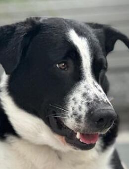 Cooper, geb. ca. 06/2023, Ulm - Euskirchen