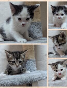 Katzen Kitten abzugeben - Wiesengrund