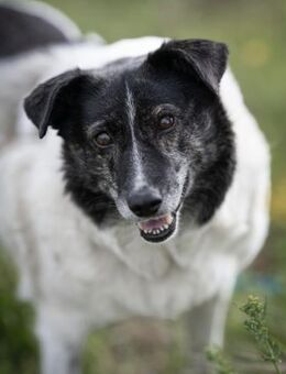 Ginny sucht ihre Familie - Bochum