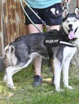 Maja eine richtige Schönheit - Puchheim