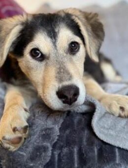 Kuschelmaus Toni sucht Kuschelpartner - Kallmünz