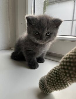 Katzen Baby sucht neues Zuhause BLH - Hamburg