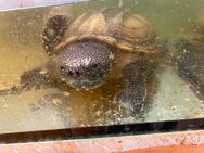 Wasserschildkröte Staurotypus tripocatus - Schlüchtern Zentrum