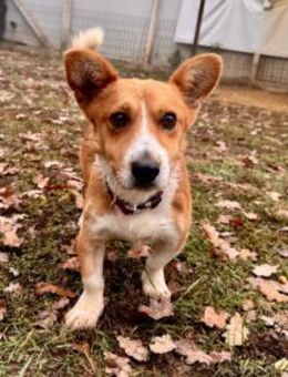 Cody Corgimix Rüde 4 Jahre alt in HU - Reutlingen