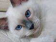 Heilige birma kitten in 45770
