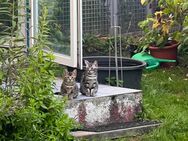 Wunderschöne Katzen abzugeben. BKH EKH mischlinge - Bochum