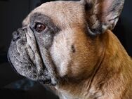 Französische Bulldogge Deckrüde "Gzuz" – Gesund und voller Tatendrang - Gladbeck