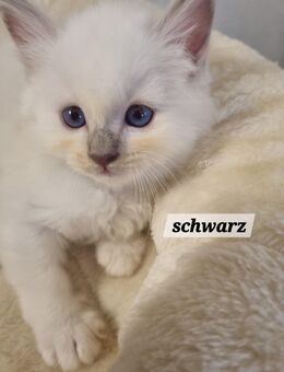 Heilige Birma Kitten/ Eltern auf Erbkrankheiten getestet - Bottrop