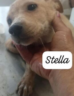 STELLA 💚💚💚 Happy-Home gesucht - Bad Karlshafen