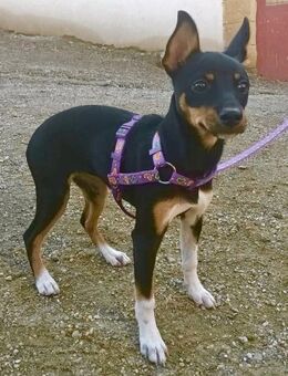 Mila, verspielt, neugierig, freundlich - Westerholt