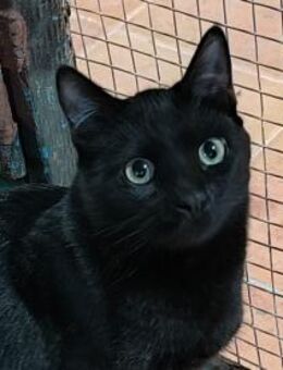 Fani sucht ein liebevolles Zuhause - Walluf