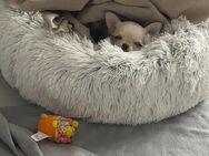 Verkaufe: Mini Chihuahua Kurzhaar Weibchen. - Berlin