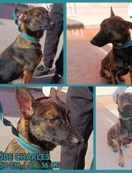 Charles Malinois Mischling Rüde Junghund - Margetshöchheim