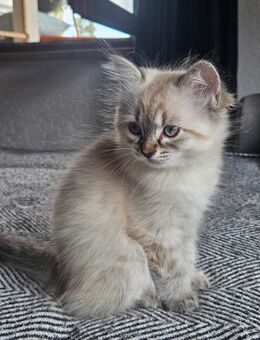Heilige Birma Katze Kätzin Kitten - Saaldorf-Surheim