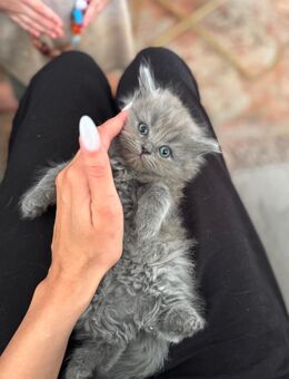 BKH kitten kurz und langhaarig - Hamburg