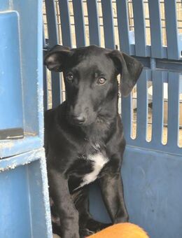 Anton - Lorsch (Karolingerstadt)