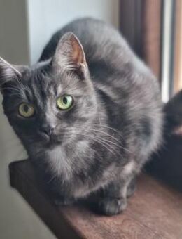 Katy sucht ein neues Zuhause - Blankenheim (Nordrhein-Westfalen)