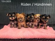 Morkie / Yorkshire Malteser welpen/ Chip - Simbach