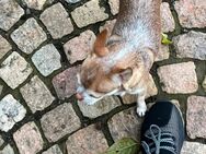 Chihuahua Pärchen suchen liebevollen Besitzer - Lichtentanne