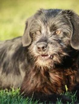 Kleo sucht ein Zuhause - Linden (Hessen)