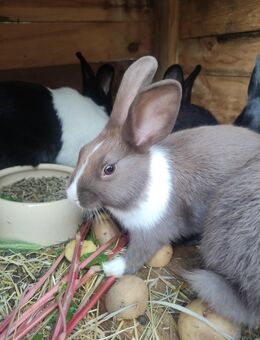Kaninchen - Gerbstedt
