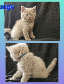 4 Britisch Kurzhaar Kitten (reinrassig), suchen ein liebevolles zu Hause - Zeitz