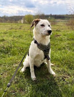 Legolas soll nicht in Rumänien aufwachse - Blankenheim (Nordrhein-Westfalen)