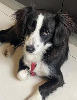 Kleine Käthe sucht sportliches Zuhause - Winsen (Aller)