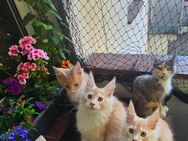 Maine coon kitten - Dortmund
