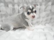 Chihuahua Welpen mit Ahnentafel - Leipzig
